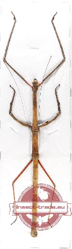 Phasmidae sp. 59 (Lonchodes modestus)