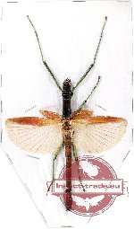 Megacrania phelaus (A2)