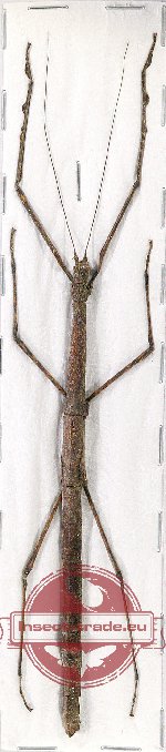 Phasmidae sp. 63A (Chondrosthetus sp.)