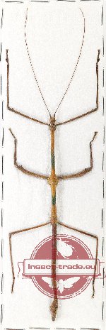 Lonchodes brevipes