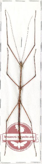 Phasmidae sp. 62A (Chondrosthetus sp.) (A/A-)