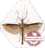 Calvisia conicipennis (A-/A2)