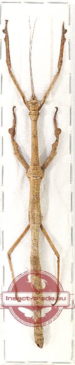 Lonchodes brevipes