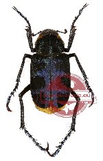 Ectinohoplia sp. 1