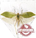 Orthoptera sp. 43 (A-)