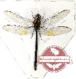 Odonata sp. 60B