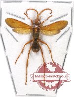 Hymenoptera sp. 102A