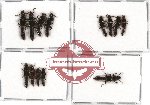 Scientific lot no. 57 Staphylinidae (13 pcs A-, A2)