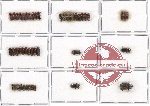 Scientific lot no. 6 Scolytidae (48 pcs)