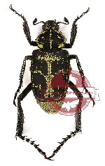 Ectinohoplia sp. 2