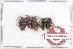 Scientific lot no. 83A Cerambycidae (5 pcs A-, A2)