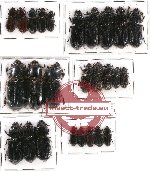 Scientific lot no. 86 Passalidae (26 pcs)