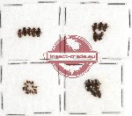 Scientific lot no. 48 Dytiscidae (29 pcs)