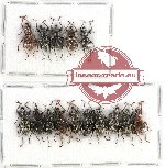 Scientific lot no. 340A Curculionidae (15 pcs)