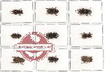 Scientific lot no. 21 Lucanidae (9 pcs A, A-, A2)