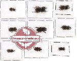 Scientific lot no. 20 Lucanidae (9 pcs A-, A2)