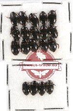 Scientific lot no. 45 Dytiscidae (19 pcs)