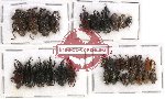 Scientific lot no. 365 Curculionidae (32 pcs)