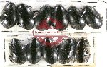 Scientific lot no. 41 Dytiscidae (11 pcs)