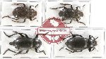 Scientific lot no. 201A Tenebrionidae (4 pcs - 1 pc A2)