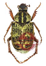 Hoplia sp. 1