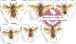 Scientific lot no. 218 Hymenoptera (Provespa spp.) (6 pcs)