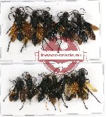Scientific lot no. 191 Hymenoptera (12 pcs A, A-, A2)