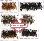 Scientific lot no. 168 Hymenoptera (28 pcs A, A-, A2)