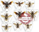 Scientific lot no. 220 Hymenoptera (Vespa spp.) (9 pcs)