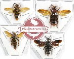 Scientific lot no. 216A Hymenoptera (Scoliidae) (4 pcs)