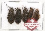Scientific lot no. 432B Heteroptera (5 pcs)