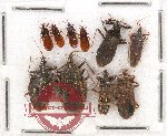 Scientific lot no. 437A Heteroptera (10 pcs)