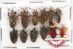 Scientific lot no. 442A Heteroptera (9 pcs)