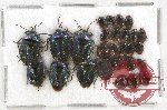 Scientific lot no. 420A Heteroptera (27 pcs)
