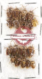 Scientific lot no. 434A Heteroptera (Pentatomidae) (19 pcs)