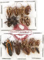 Scientific lot no. 436A Heteroptera (16 pcs)
