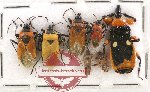 Scientific lot no. 439A Heteroptera (7 pcs)