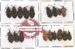 Scientific lot no. 445A Heteroptera (18 pcs)