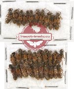 Scientific lot no. 86 Staphylinidae (30 pcs)