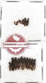 Scientific lot no. 93 Staphylinidae (16 pcs)