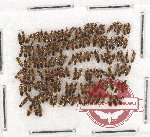 Scientific lot no. 90 Staphylinidae (ca 150 pcs)