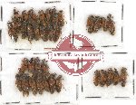 Scientific lot no. 85A Staphylinidae (35 pcs)