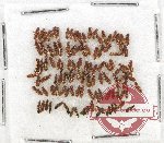 Scientific lot no. 91 Staphylinidae (112 pcs)