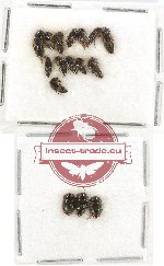 Scientific lot no. 82A Staphylinidae (16 pcs)
