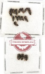 Scientific lot no. 82A Staphylinidae (16 pcs)