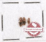 Anthicidae Scientific lot no. 39 (3 pcs)