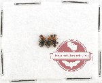 Anthicidae Scientific lot no. 31 (3 pcs)