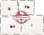 Anthicidae Scientific lot no. 41 (12 pcs)