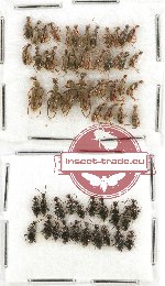 Anthicidae Scientific lot no. 40 (58 pcs)