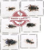 Scientific lot no. 275A (6 pcs)